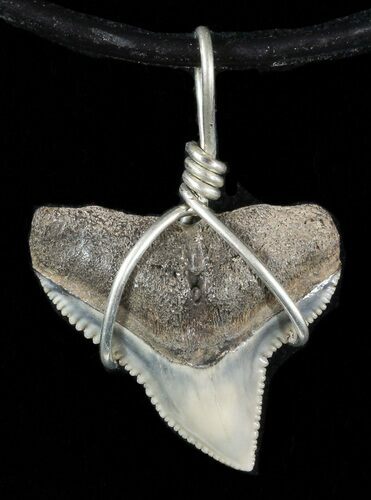 Fossil Dusky Shark Tooth Necklace #47571